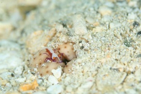 ウミウシカクレエビ