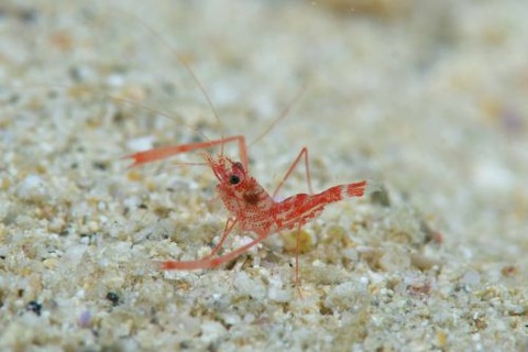 スベスベオトヒメエビ属の1種