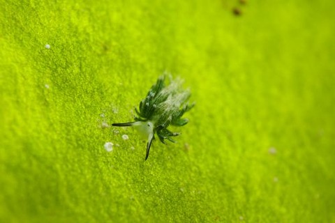 ウサギモウミウシ