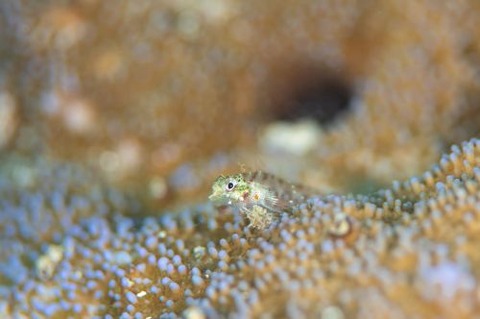 ヘビギンポ科の1種