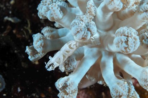 アザミカクレモエビ