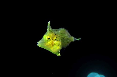 刺激的な水中生物