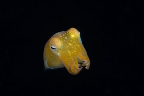 刺激的な水中生物