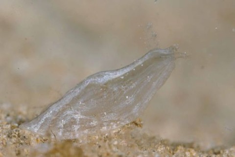 スカシウミナメクジ