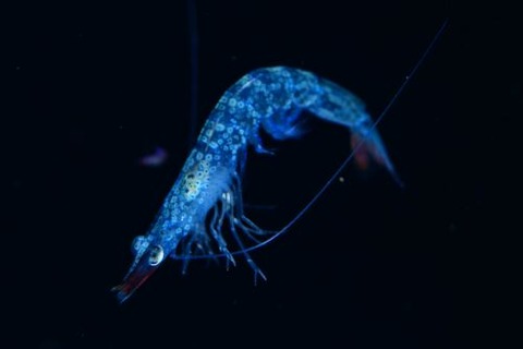 刺激的な水中生物