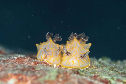 キスジカンテンウミウシ