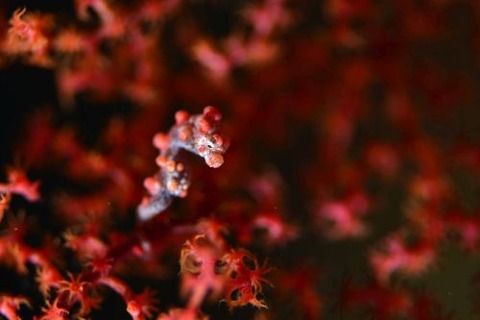 Hippocampus bargibanti