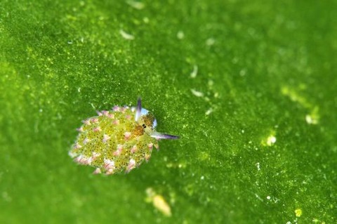 クサイロモウミウシ