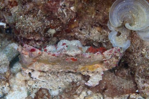 メンコヒシガニ