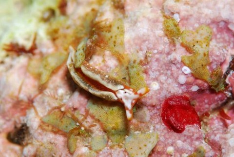 トウアカミドリガイ