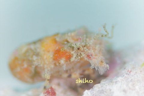 セミエビ科の1種