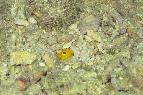 ホシカゲアゴアマダイ