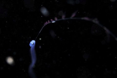 刺激的な水中生物