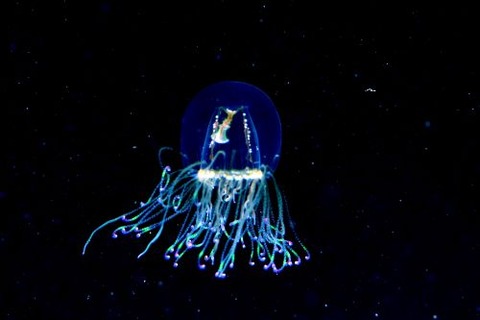 ハナガサクラゲのなかま