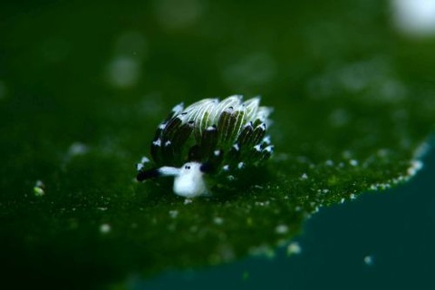 ウサギモウミウシ