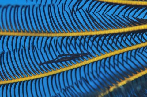 ホソウミシダヤドリエビ