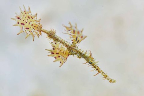 ニシキフウライウオ