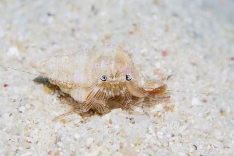 Pagurixus maorus
