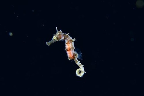 刺激的な水中生物