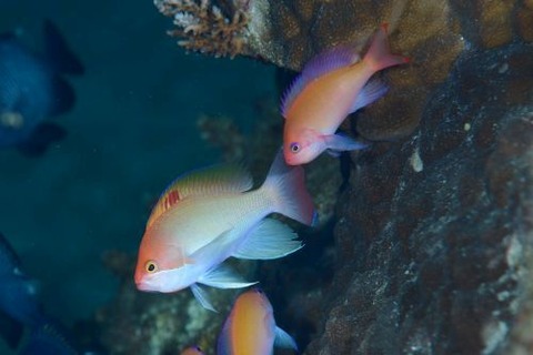 ケラマハナダイ