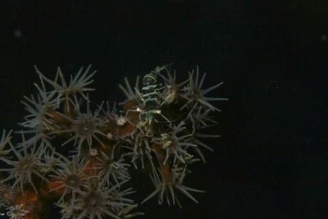 ブラックコーラルシュリンプ