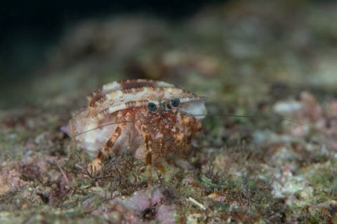 オキナワホンヤドカリ