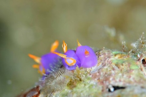 ムラサキウミコチョウ