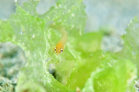 メギスのなかま