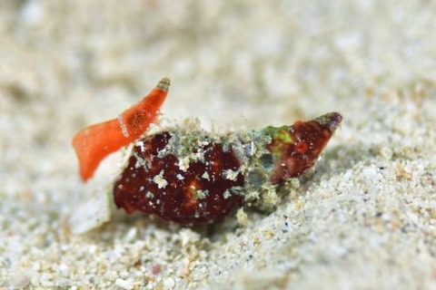 Paralatreutes bicornis