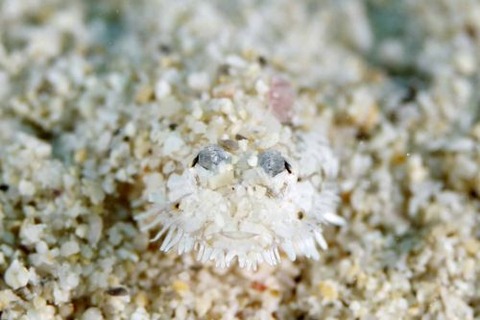 ヒゲモジャハゼ