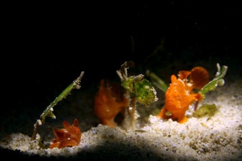 オオモンカエルアンコウ