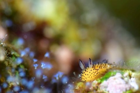 ゴマフビロードウミウシ