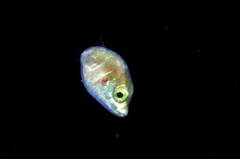 刺激的な水中生物