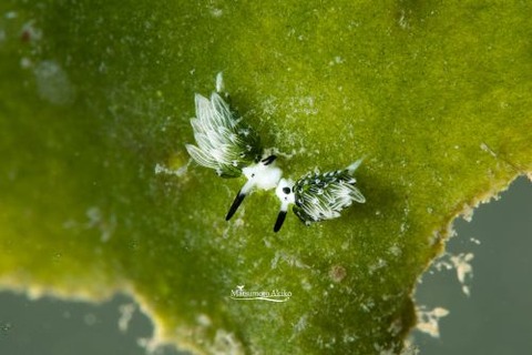 ウサギモウミウシ