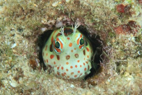 モンツキカエルウオ