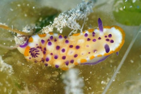 レンゲウミウシ