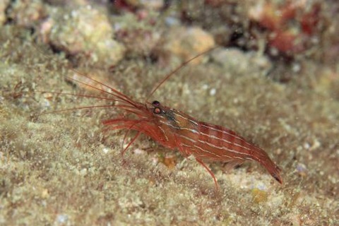 タメトモアカモエビ