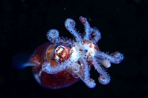 刺激的な水中生物