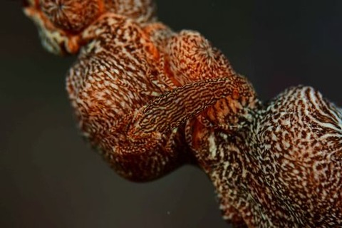 アヤトリカクレエビ