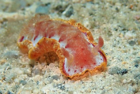 ミカドウミウシ