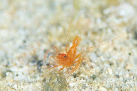 スベスベオトヒメエビ属の1種