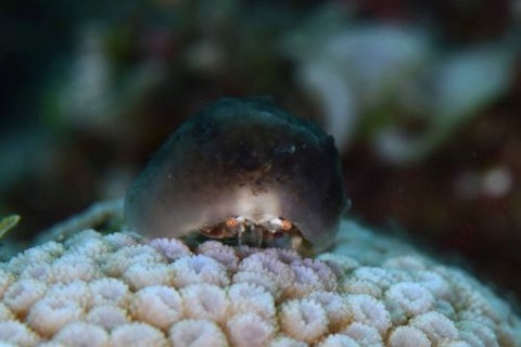 カイカムリ科の1種