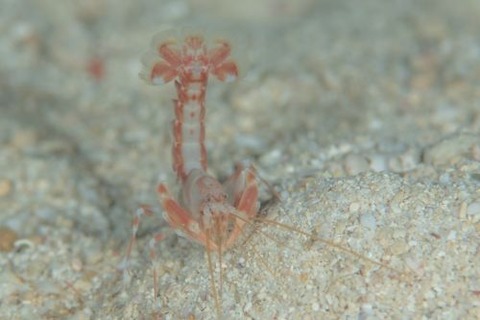 アナエビ科の１種