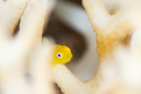 アカネダルマハゼ