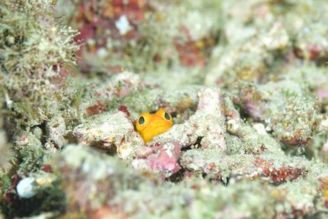 ホシカゲアゴアマダイ