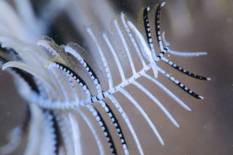 チビウミシダエビ