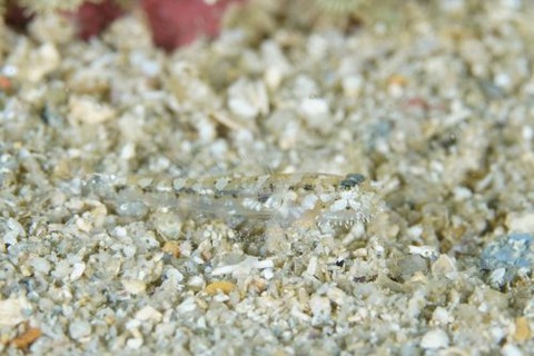 ヒゲモジャハゼ