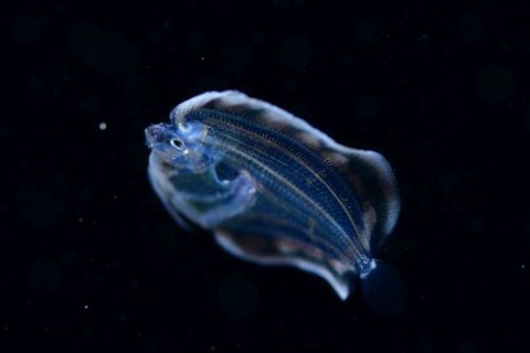 刺激的な水中生物