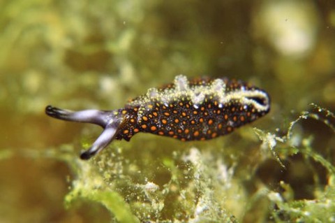 チャマダラミドリガイ