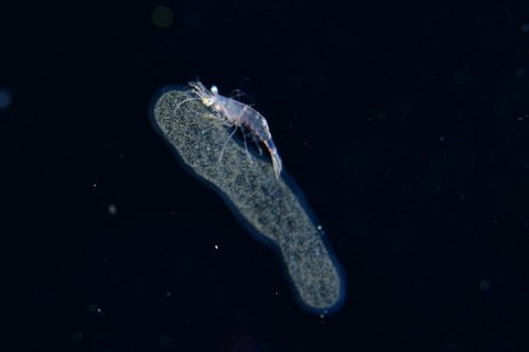刺激的な水中生物